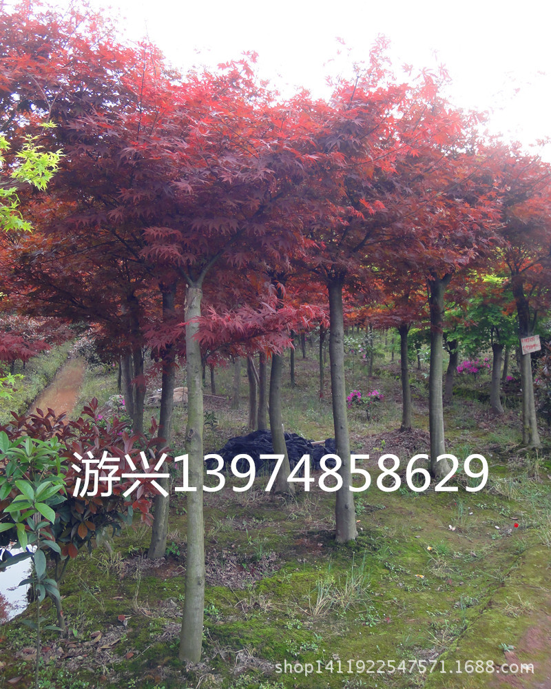 落叶灌木 红枫 观赏花木 新型建材网 新型园林