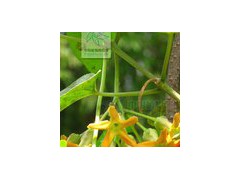 夜来香  新型花草加盟图1