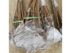 大量批发南方车厘子树苗 矮化大樱桃树苗 嫁接樱桃苗 价格合理图2