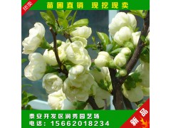 现挖现卖 日本海棠苗 红花海棠花苗 出售 海棠苗图1