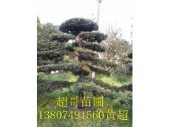 专供湖南造型罗汉松，罗汉松盆景造型漂亮小型罗汉松盆景苗木花卉 举报 本产品采购属于商业贸易行为图2