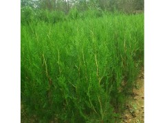 侧柏树苗 扁柏苗树苗 松柏树苗图1