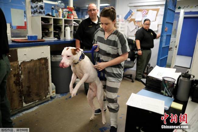 美国监狱出奇招 让犯人照顾受虐待动物