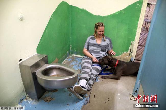 美国监狱出奇招 让犯人照顾受虐待动物