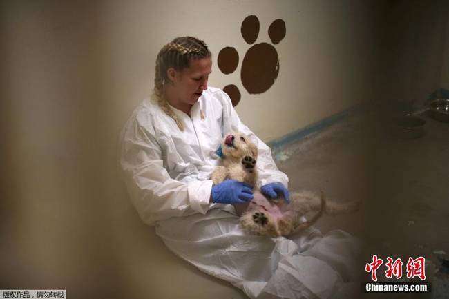 美国监狱出奇招 让犯人照顾受虐待动物