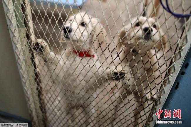 美国监狱出奇招 让犯人照顾受虐待动物