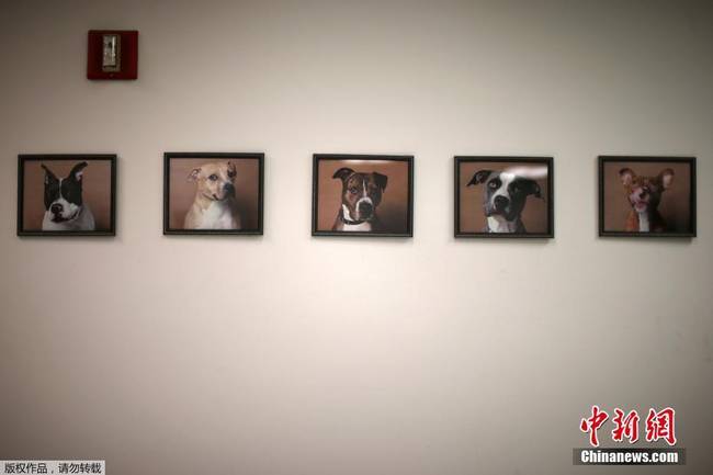 美国监狱出奇招 让犯人照顾受虐待动物