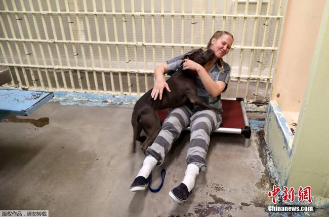美国监狱出奇招 让犯人照顾受虐待动物