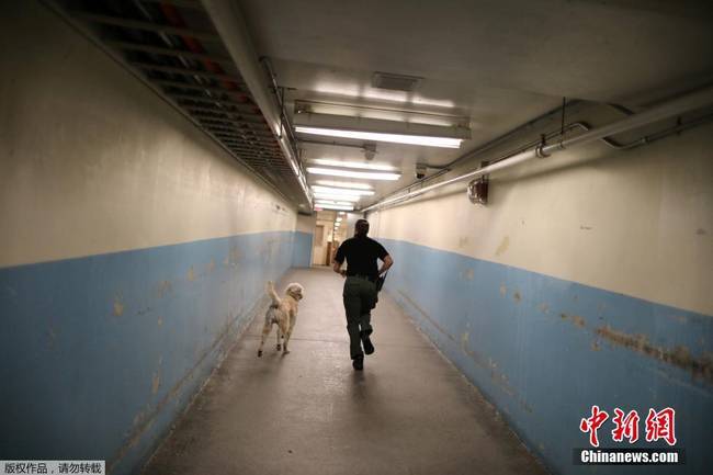 美国监狱出奇招 让犯人照顾受虐待动物