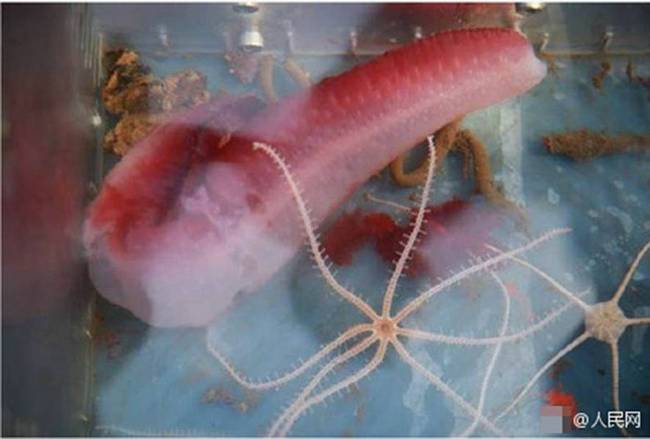 "蛟龙"号首潜世界最深处告捷 捕获"深海居民"(组图)