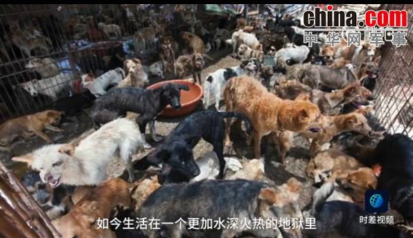 玉林救狗的&ldquo;美国英雄&rdquo;竟是骗子：钱拿了 狗扔了