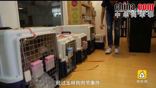 玉林救狗的&ldquo;美国英雄&rdquo;竟是骗子：钱拿了 狗扔了