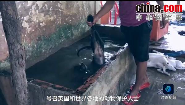 玉林救狗的&ldquo;美国英雄&rdquo;竟是骗子：钱拿了 狗扔了