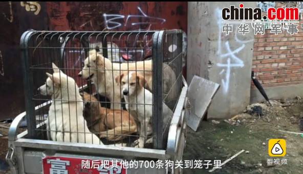 玉林救狗的&ldquo;美国英雄&rdquo;竟是骗子：钱拿了 狗扔了