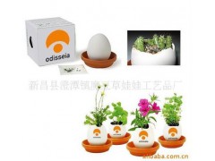 魔蛋 魔豆 创意礼品 园艺花卉 创意种植办公室盆栽图1