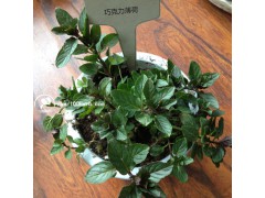 香草清爽驱蚊胡椒薄荷无纺布小盆栽图1