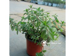 香草清爽驱蚊胡椒薄荷无纺布小盆栽图2