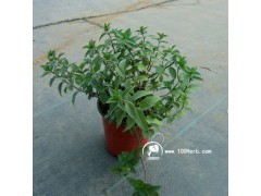 香草清爽驱蚊胡椒薄荷无纺布小盆栽图3