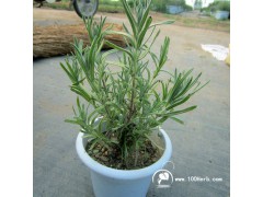 芳香驱蚊植物薰衣草盆栽图1