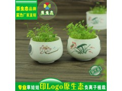 长草头娃娃 微景观 雪花釉白瓷夏荷 桌面迷你盆栽图2
