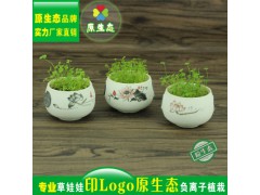 长草头娃娃 微景观 雪花釉白瓷夏荷 桌面迷你盆栽图3