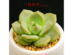 多肉植物多肉批发多肉植物盆栽小绿植图1
