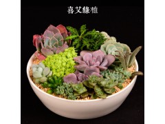 多肉植物多肉批发多肉植物盆栽小绿植图2