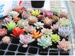 q特价多肉植物批发【穴盘种】不带盆土发货 多个品种选图1