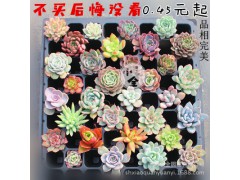 q特价多肉植物批发【穴盘种】不带盆土发货 多个品种选图2