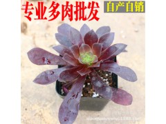 小全园艺 多肉植物批发【紫羊绒】4-6cm带盆发货图1