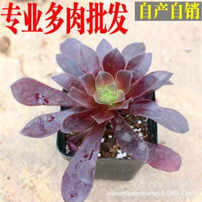 小全园艺 多肉植物批发【紫羊绒】4-6cm带盆发货