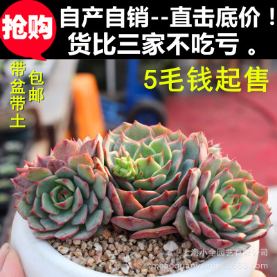 上海小全多肉批发 特卖【多款可选】多肉植物盆栽批发