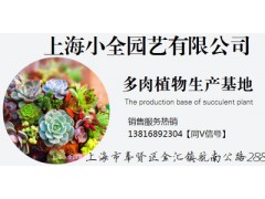 上海小全多肉批发 特卖【多款可选】多肉植物盆栽批发图2
