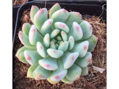 多肉植物 多肉植物批发 多肉盆栽 多肉基地直图1