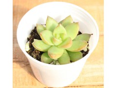 多肉植物 多肉植物批发 多肉盆栽 多肉基地直图2