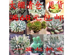 多肉植物 多肉植物批发 多肉盆栽 多肉基地直图3
