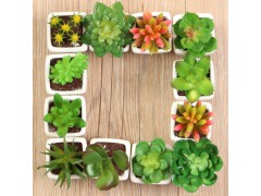 室内花卉盆栽盆景家居装饰摆件图2