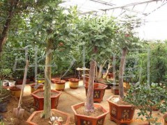 大树红豆杉|树桩红豆杉|五针松盆景等名贵花草图1