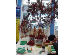 新能源项目————毛叶山桐子图1