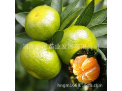 果树苗木 嫁接品种之温州蜜橘苗 小果型水果品种图1