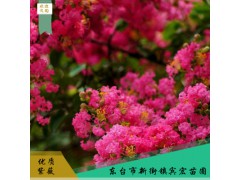 红色紫薇观赏花木 绿林防护欢迎选购 园林花木图1