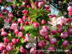 西府海棠 北美海棠 嫁接西府海棠 当年开花图1