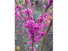 新型园林-绿化苗木落叶灌木丛生紫荆,满条红,落叶灌木图1