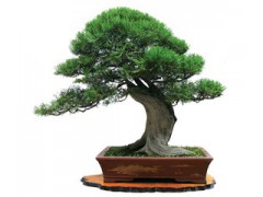 求购金弹子下山桩盆景图1