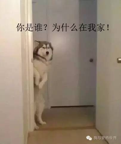 二哈的世界，正常人根本无法融入！