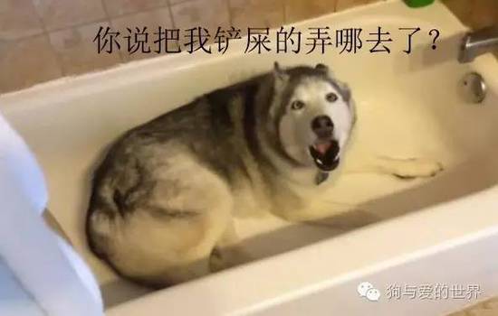 二哈的世界，正常人根本无法融入！