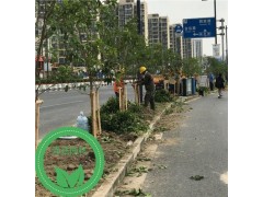 上海江桥绿化工程上海工厂绿化工程承接上海街道绿化工程 泽珐供