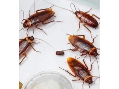 提供上海灭蟑螂多少钱东诚供图1