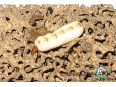 供应上海白蚁怎么灭价格东诚供图1